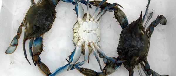 Global Crab Company B.V.